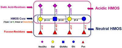 Diversity of Human Milk Oligosaccharides and Effects on Early Life Immune Development